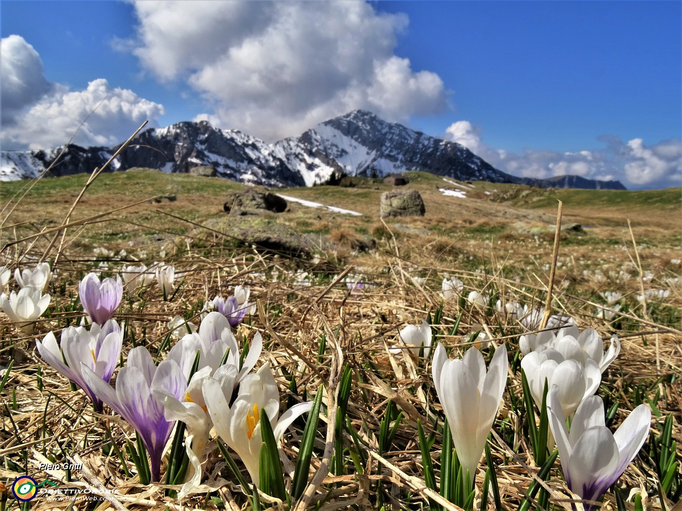 32 Al Monte Campo Crocus vernus bianchi e violetti con vista su Vetro-Vindiolo-Il Pizzo di Roncobello.JPG